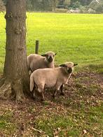 Hampshire Down schapen, Dieren en Toebehoren, Schapen, Geiten en Varkens, Mannelijk, Schaap, 0 tot 2 jaar