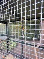 Vogels, Dieren en Toebehoren, Vogels | Parkieten en Papegaaien, Meerdere dieren, Parkiet