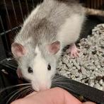 🐀 Rittens Ratjes , Groeien op in ons gezin & zijn tam❤️, Dieren en Toebehoren, Rat, Juni, Meerdere dieren, Tam