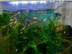 Guppen babies en vrouwtjes, Dieren en Toebehoren, Vis, Zoetwatervis