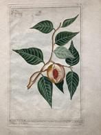 Kleurengravure door Buchoz Myristica Nootmuskaat 18e eeuw, Antiek en Kunst, Ophalen of Verzenden