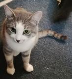 Ontzettend lieve poes en dochter: Gesteril/chip/ingeent, Dieren en Toebehoren, Katten en Kittens | Overige Katten, Poes, Kortharig