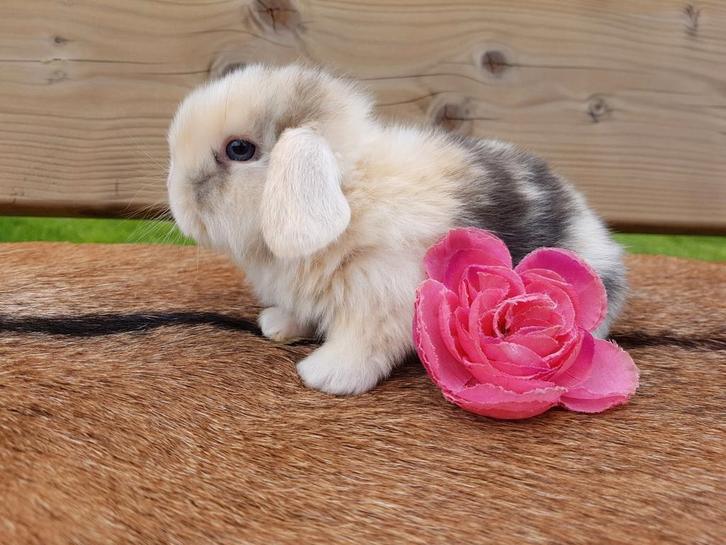 ❤Nederlandse hangoor dwerg konijnen ! Nhd baby dwergkonijn❤, Dieren en Toebehoren, Konijnen, Dwerg, Meerdere dieren, 0 tot 2 jaar