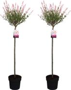 Salex Hakura Nishiki, Zomer, Ophalen, Volle zon, In pot