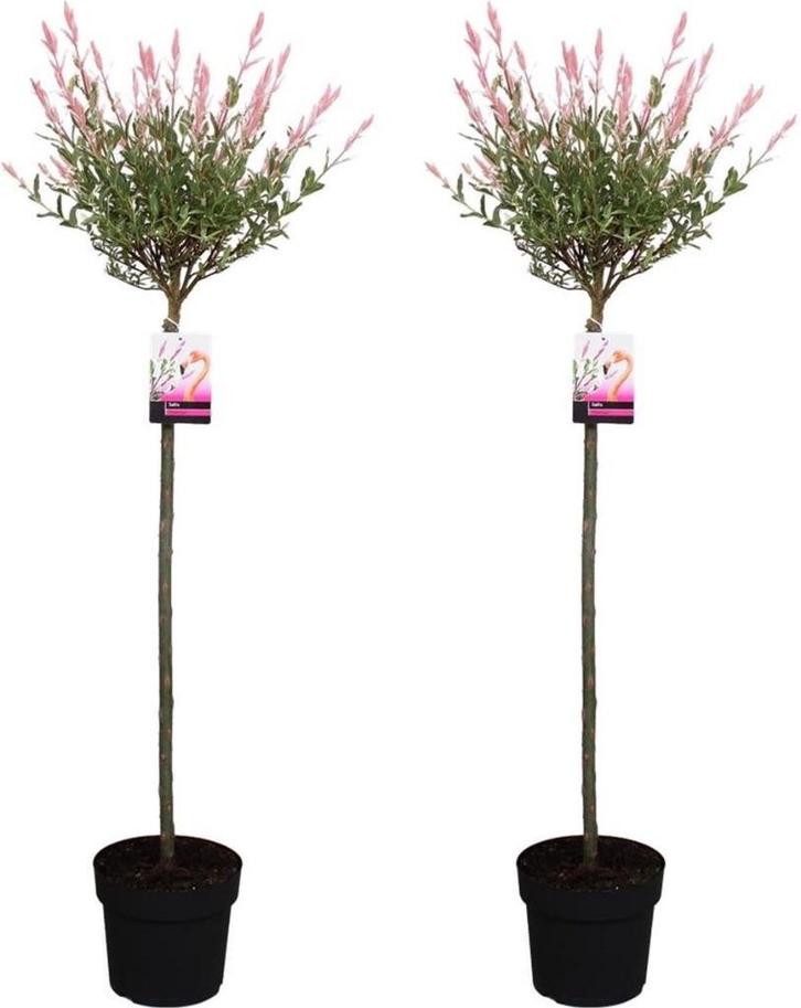 Salex Hakura Nishiki, Tuin en Terras, Planten | Bomen, Bolboom, Volle zon, Zomer, In pot, Ophalen