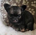 Chihuahua Puppy Reu 9 Weken Jong ( mag verhuizen), 8 tot 15 weken, CDV (hondenziekte), Meerdere, Meerdere dieren