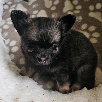 Chihuahua Puppy Reu 9 Weken Jong ( mag verhuizen) beschikbaar voor biedingen