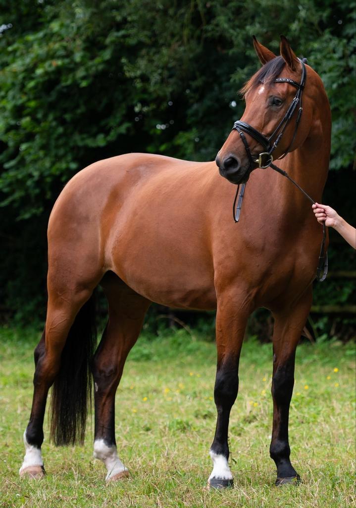 Lieve dressuur gefokte merrie, Dieren en Toebehoren, Paarden, Merrie, Zadelmak, 175 cm of meer, 3 tot 6 jaar, Dressuurpaard, Met stamboom