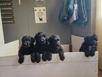 Prachtig nestje raszuivere bouvier pups, Dieren en Toebehoren, Honden | Herdershonden en Veedrijvers, Bouvier, Rabiës (hondsdolheid)