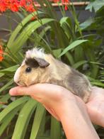 Schattig jong Cavia beertje (Vlek) mag verhuizen!, Dieren en Toebehoren, Knaagdieren, Cavia, Juni, Mannelijk, Tam