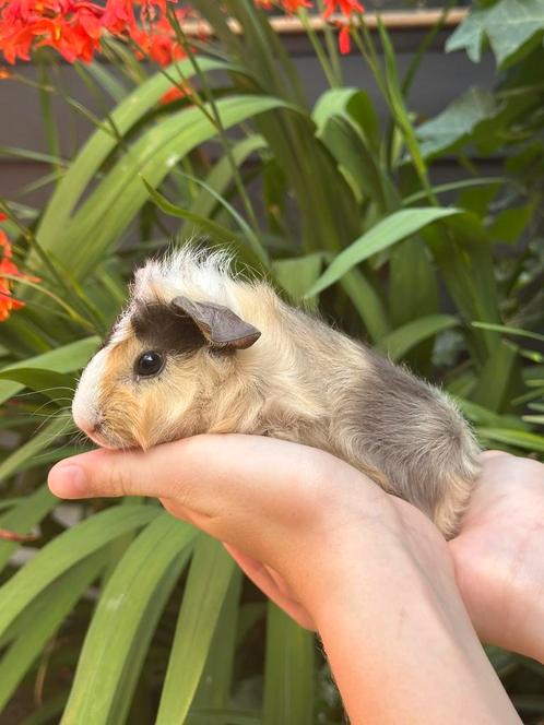 Schattig jong Cavia beertje (Vlek) mag verhuizen!, Dieren en Toebehoren, Knaagdieren, Mannelijk, Cavia, Juni, Tam