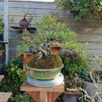 Mooie Ilex Crenata Bonsai Boom, Ophalen