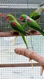 Alexander nepalensis (kanssplit blauw en lutino) broedrijp., Dieren en Toebehoren, Vogels | Parkieten en Papegaaien, Meerdere dieren