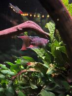 Paradijsvis, Dieren en Toebehoren, Vissen | Aquariumvissen, Vis