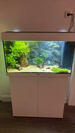 Aquarium Juwel Rio 120 wit, Dieren en Toebehoren, Vissen | Aquaria en Toebehoren, Ophalen, Zo goed als nieuw, Gevuld zoetwateraquarium