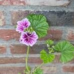 Groot Kaasjeskruid,10 zaden, Tuin en Terras, Verzenden