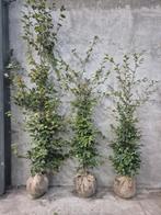 Diverse hagen te koop DIRECT LEVERBAAR, Tuin en Terras, Planten | Bomen, Ophalen, Volle zon, Overige soorten, Minder dan 100 cm