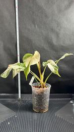 Zeldzame Monstera Deliciosa Variegata Albo te koop! Nr 5, Ophalen of Verzenden, Zomer, Overige soorten, Volle zon