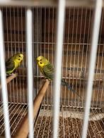 Blackwing groen zuiver tt waardig div leeftyden, Meerdere dieren, Parkiet