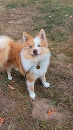 Dwergkees, 15 weken tot 1 jaar, Reu, Eén hond, Nederland