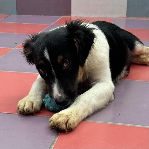 ACE: Quon geniet van aandacht en van spelen, Dieren en Toebehoren, Honden | Niet-rashonden, Groot, Reu, Particulier, Eén hond