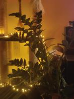 NIEUW HUISJE VOOR UW PLANT, Ophalen, Nieuw, Overige merken