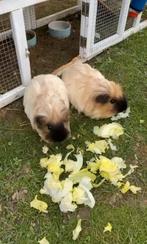 Gratis cavia’s gezocht !!!!!!!!!, Dieren en Toebehoren, Cavia, Geslacht onbekend, Mei, Tam