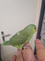 Baby forpus vrouwtje. Nog in het nest gereserveerd!, Dieren en Toebehoren, Vogels | Parkieten en Papegaaien, Vrouwelijk, Papegaai