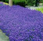 Dikke Lavendel Hidcote planten in potten van 20cm, Tuin en Terras, Planten | Tuinplanten, Zomer, Vaste plant, Overige soorten