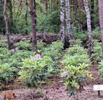 Te koop Rhododendrons div.kleuren, Vaste plant, Ophalen