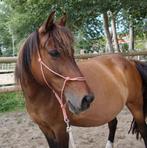 Melody, 1.33, 19jr, veelzijdige pony zoekt een fijn thuis, Dieren en Toebehoren, Pony's, C pony (1.27m tot 1.37m), Gechipt, B