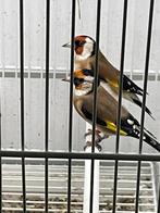 Bloemputter pop ruilen tegen pop 2025, Dieren en Toebehoren, Vrouwelijk