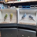 grasparkieten, Meerdere dieren, Parkiet