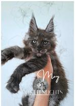 Beautyful Maine Coon Kitten male/female with pedigree