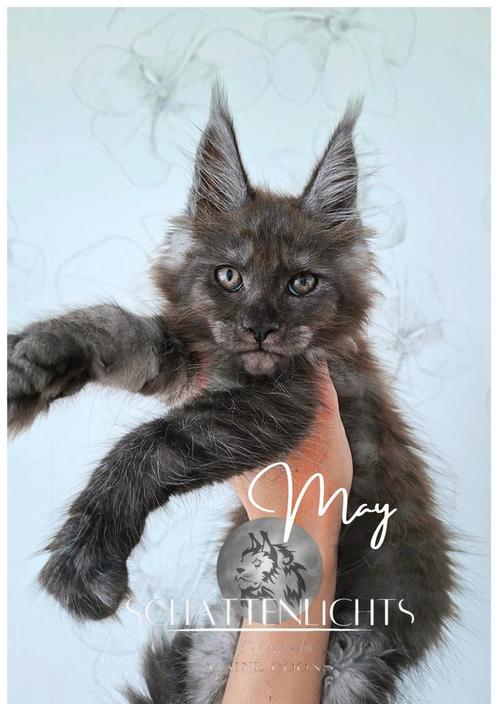 Beautyful Maine Coon Kitten male/female with pedigree, Dieren en Toebehoren, Katten en Kittens | Raskatten | Langhaar