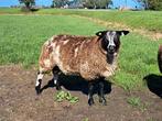 Te koop beste bonte dekrammen, Dieren en Toebehoren, Schapen, Geiten en Varkens, Mannelijk, Schaap