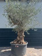 Olea europaea olijfboom stamomtrek 80/100 cm, 100 tot 250 cm, Olijfboom, Zomer, Ophalen