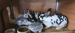 Rex konijnen, Dieren en Toebehoren, Konijnen, Meerdere dieren, Groot