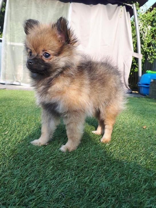 Mini pomeriaan teefje, Dieren en Toebehoren, Honden | Chihuahua's en Gezelschapshonden, Teef, Overige rassen, Particulier, Eén hond