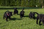Prachtige lieve labrador field trial pups met stamboom!, Rabiës (hondsdolheid), 8 tot 15 weken, Labrador retriever, Meerdere