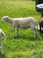 T.k. mooie ram, Maasduinen x Dorper. Ruischaap, Dieren en Toebehoren, Schapen, Geiten en Varkens, Mannelijk, Schaap, 0 tot 2 jaar
