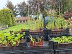 Te koop leuke Tuinplanten, Tuin en Terras, Planten | Tuinplanten, Ophalen of Verzenden, Zomer, Overige soorten, Volle zon