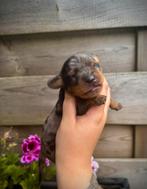 Teckel puppys, CDV (hondenziekte), 8 tot 15 weken, Korthaar, Dwerg