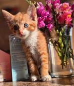 **Lieve sociale Kittens**, Dieren en Toebehoren, Meerdere dieren, 0 tot 2 jaar