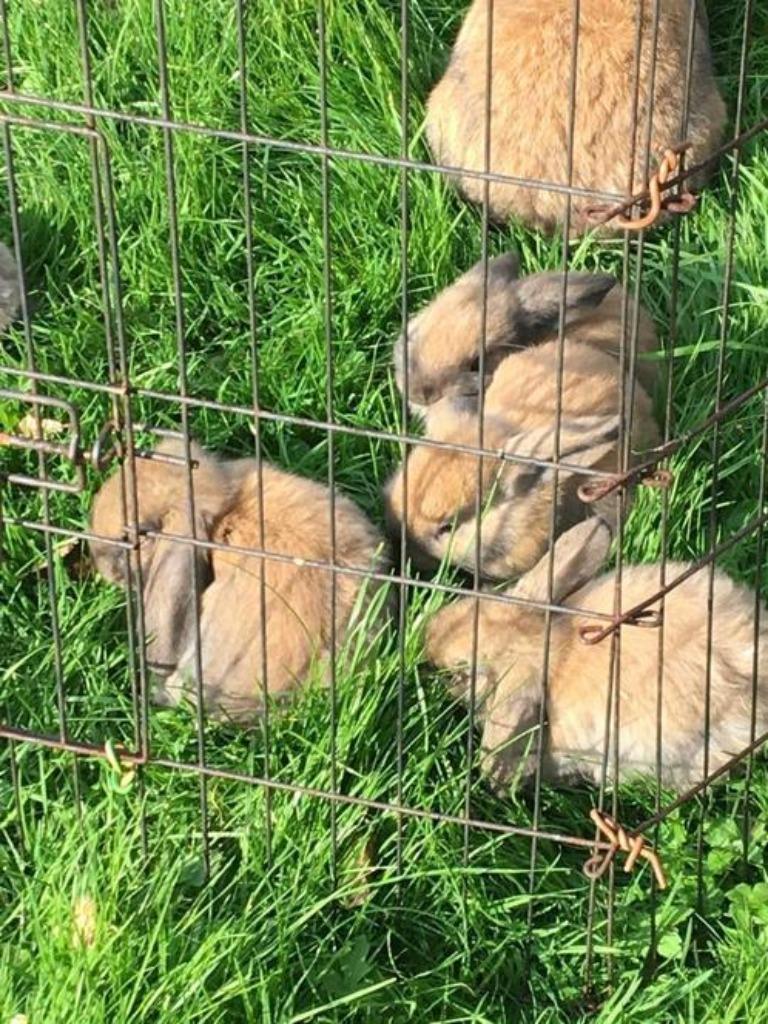 Vakantie opvang en oppas aangeboden, Diensten en Vakmensen, Dieren | Overige | Verzorging, Oppas en Les, Oppas, Verzorging, Komt aan huis