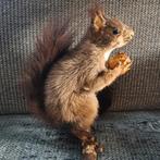 Taxidermie, Taxidermy Opgezette "rode eekhoorn" met walnoot, Verzamelen, Ophalen of Verzenden, Zo goed als nieuw, Wild dier, Opgezet dier
