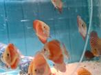 Red Melon Discus, Dieren en Toebehoren, Vis, Zoetwatervis