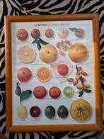 Citrusvruchten Print met Frame, Ophalen of Verzenden