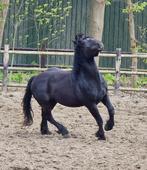 Lieve zwarte ruin, Dieren en Toebehoren, Pony's, Ruin, 3 tot 6 jaar, Ontwormd, Onbeleerd