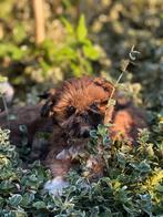 Lhasa apso pups teefjes, Dieren en Toebehoren, België, Overige rassen, CDV (hondenziekte), 8 tot 15 weken
